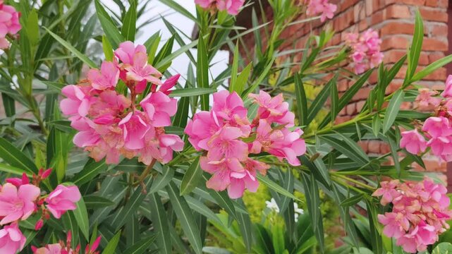 Close-up of lush pink oleander flowers with green foliage against a natural outdoor backdrop.