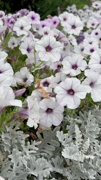 Vertical video of white petunia flowers with purple centers blooming alongside silver dusty miller foliage in a summer garden bed outdoors.
