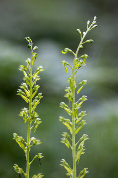 Common twayblade flower-spikes 