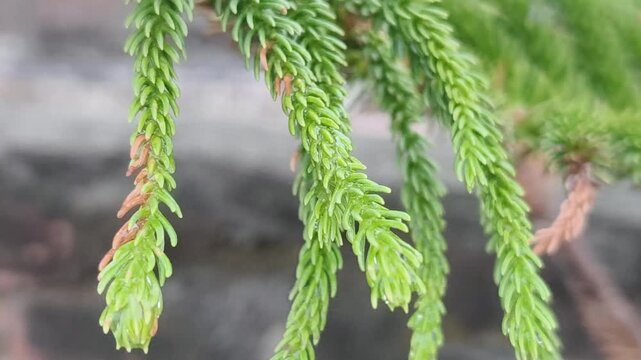 Macro photograph of delicate, vibrant green moss-like fern fronds with subtle reddish-brown tips against blurred natural background.