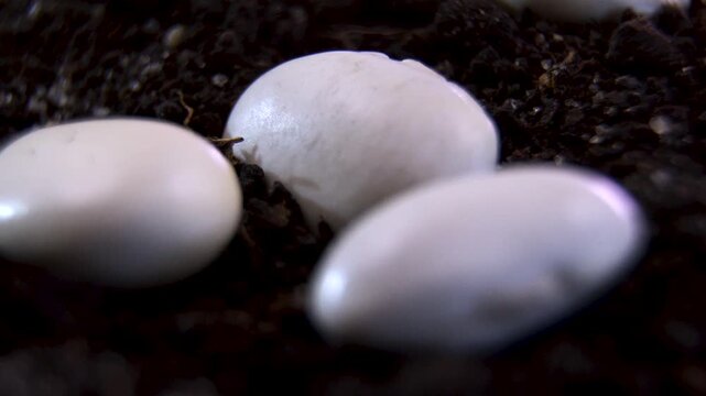 Rotating raw beans Phaseolus vulgaris, seed coat morphology and hilum alignment resting on fertile dark soil substrate in agronomy research, macro laboratory shot