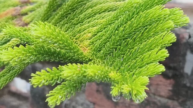 Close-up of vibrant green pine sprigs with dew drops, showcasing delicate needle textures and natural beauty.