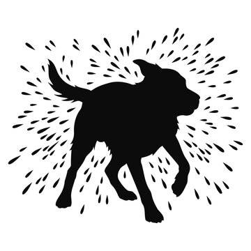 Silhouette of a Labrador Retriever dog shaking off water droplets on a white background