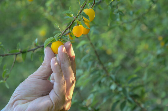 Sustainable, fresh, and vitamin-rich: A hand carefully harvests pure organic fruit directly from the tree. A symbol of conscious nutrition, eco-friendly farming, and protecting our nature. 