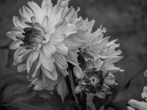 Dahlienbl&uuml;te im M&uuml;nsterland