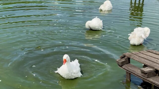 Flock of domestic white geese swimming, splashing, preening feathers, and diving heads underwater in a green pond on an outdoor eco farm.
