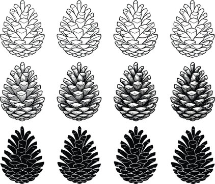 Pinecone vector icon set featuring detailed hand drawn sketch engraving and solid black silhouette clip art variations
