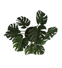 Top view of a Potted Monstera deliciosa tropical houseplant, plan view, isolated on transparent background, 3d rendering © Anastasia