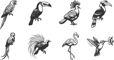 Eight Exotic Tropical Birds Vector Illustration Set In Monochrome Style © R shop
