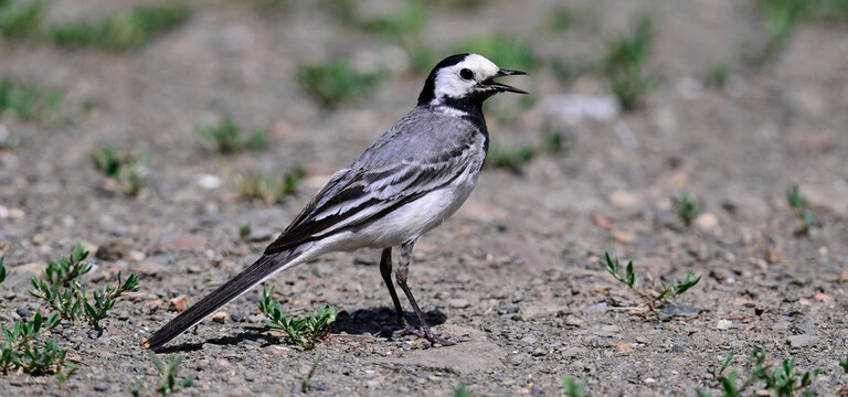Bachstelze // White wagtail (Motacilla alba) - Picos de Europa, Spanien