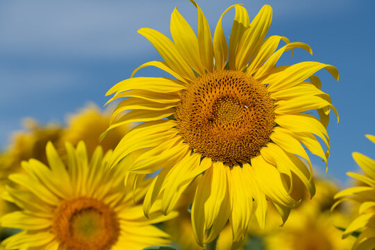A close-up of blooming sunflowers gently illuminated by the sun. The blue sky is in the background.