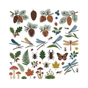 Forest nature elements collection with mushrooms, leaves, insects and pine cones vector illustration