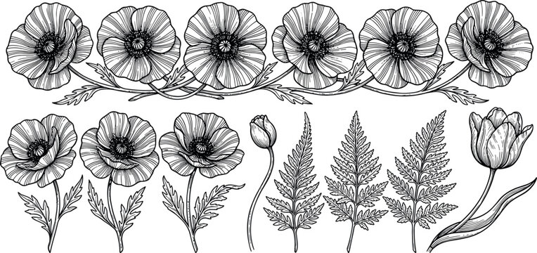 Elegant botanical engraving line art collection set vector illustration featuring hand drawn woodcut style poppy flowers border tulip blossoms and fern leaves