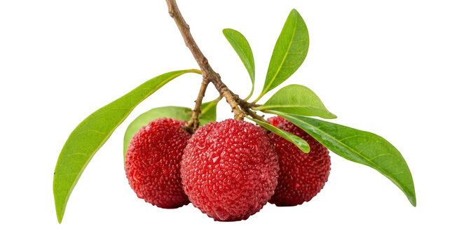 Closeup of fresh lychee fruits hanging from a branch with green leaves on a transparent background