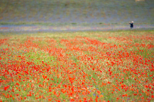 A tourist takes photos of the beautiful blooming wild poppies in the fields of Castelluccio