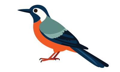 Fototapeta premium Colorful songbird with a blue head white throat orange breast and grey back standing on white background.