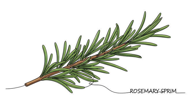 Fresh rosemary sprig continuous line art vector illustration isolated on white background