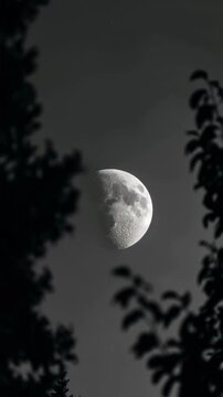 Vertical moon night video featuring crescent moon framed by dark tree silhouettes, perfect for nature backgrounds, astronomy content, meditation, cinematic projects, social media, documentaries and at