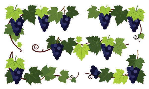 Various dark purple grape bunches with green leaves arranged in decorative corner frames and horizontal borders.