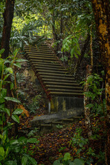 Fototapeta premium A concrete staircase leads up into the middle of a rainforest or tropical forest.
