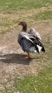 Vertical footage of a domestic grey goose stretching its neck to eat treats from a person's hand outdoors on a summer eco farm with trees and a pond in the background.
