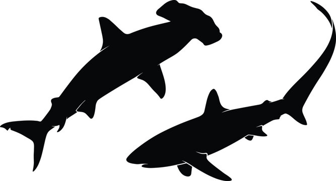 Black shark silhouette vector illustration featuring a hammerhead shark and thresher shark isolated on a white background