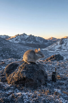 Andean Leaf-Eared Mouse Survives Where Low Oxygen Pushes Mammals to the Limit