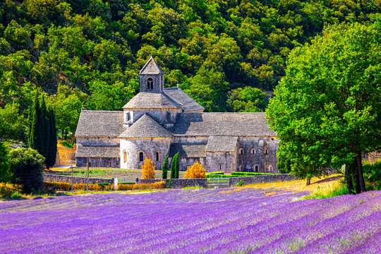 Senanque Abbey Gordes Provence Lavender fields Notre-Dame de Senanque, blooming purple-blue lavender fields Luberon France. Europe