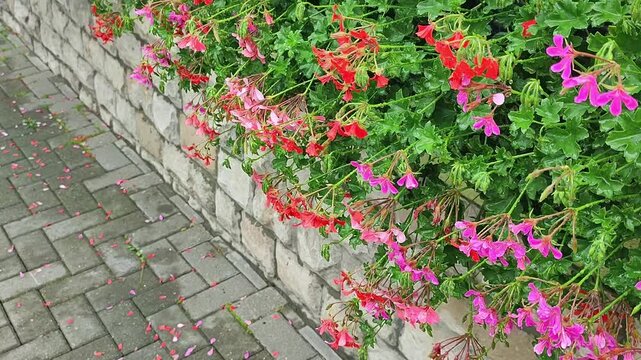 Red and pink geranium flowers growing on a stone wall. Petals falling onto a gray pavement path. Botanical outdoor scene in a garden for landscape design decor.