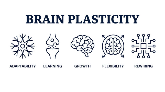 Brain Plasticity Infographic with five line icons representing adaptability, learning, growth, flexibility, and rewiring on white background ideal for educational presentations and medical blogs.