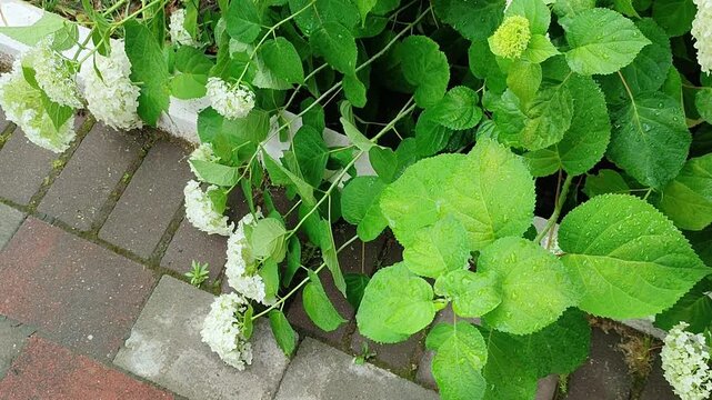 White hydrangea bloom beside a stone walkway in a garden. Lush green leaves with rain drops on a summer day. Nature foliage background for park exterior design.