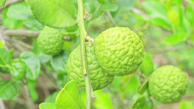 Two fresh kaffir limes growing naturally in a tropical garden, vibrant green citrus fruit on the tree, organic harvest, lush foliage, natural sunlight, healthy plant, botanical beauty.