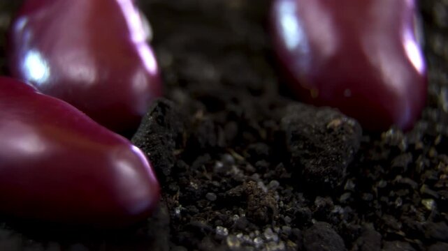 Rotating raw beans Phaseolus vulgaris, seed coat morphology and hilum alignment resting on fertile dark soil substrate in agronomy research, macro laboratory shot