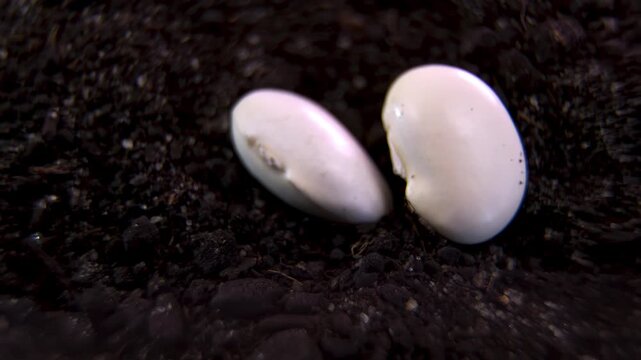 Rotating common bean Phaseolus vulgaris, seed dormancy and coat barrier defense in nutrient-rich chernozem soil during natural germination cycle, macro studio