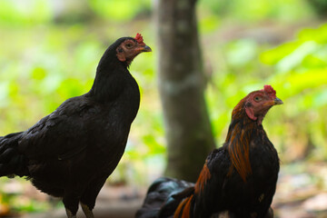 free range chicken © Syahputra