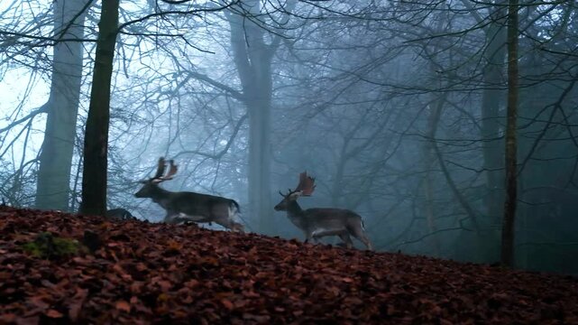 A group of fallow deer walking through a mystical and foggy forest landscape during autumn season in slow motion.