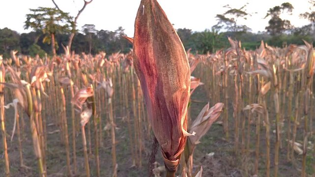 Close up of dried corn husk on a stalk in a cornfield during harvest season at late afternoon.