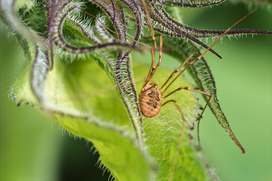 Close-up harvestman spider perched on hairy green leaf under soft natural light, showing delicate slender legs, textured body, and calm garden habitat, with harvestman, arachnid, spider, opilion