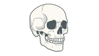 Obraz premium Detailed anatomical illustration of a human skull showing teeth and sutures in a clean flat vector style.