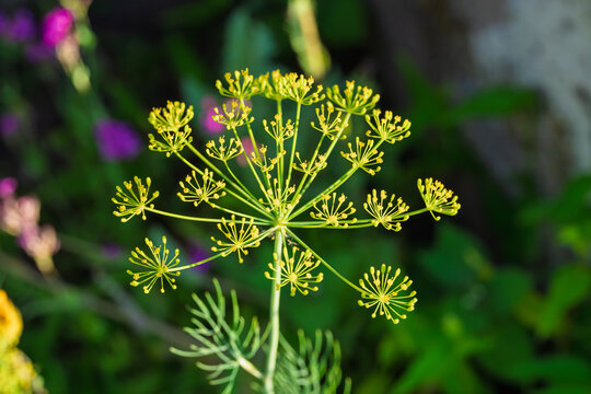 Close-up dill flower umbels with yellow-green florets, delicate seed head spokes, soft foliage backdrop, gentle natural light, detailed botanical texture and fresh garden look