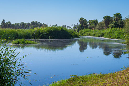 along lush banks of lagoon inside san jose del cabo estuary baja california mexico