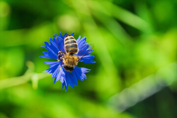 Honeybee collecting nectar on blue cornflower in sunlit green meadow, close view with soft blurred foliage, delicate wings, bright petals, natural pollination scene © AdobeTim82