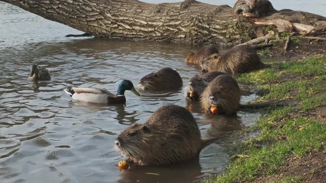 Nutria animals eating carrot on island in the Vivtava River, Prague, 4k