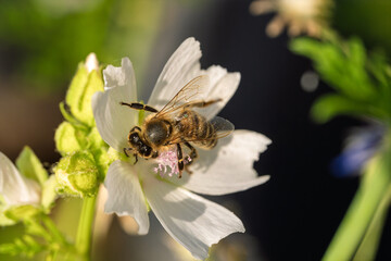Hovering bee collecting nectar from white wildflower petals in bright daylight with soft blurred background and visible pollen covered body, wings and delicate macro detail © AdobeTim82