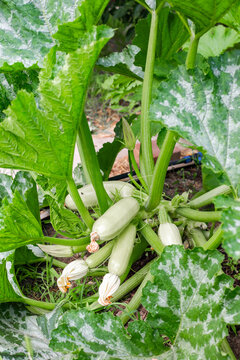 A vertical shot of a young zucchini plant with pale green squash growing in a garden bed. organic vegetable cultivation, backyard horticulture, fresh summer crop.