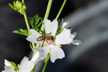 Hovering bee collecting nectar from white wildflower petals in bright daylight with soft blurred background and visible pollen covered body, wings and delicate macro detail © AdobeTim82