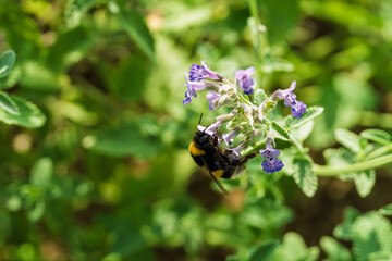 Bumblebee gathering nectar from purple flower cluster in sunlit garden close-up with pollen-covered body, soft green background and natural outdoor detail, with bumblebee, bee, pollinator, insect © AdobeTim82