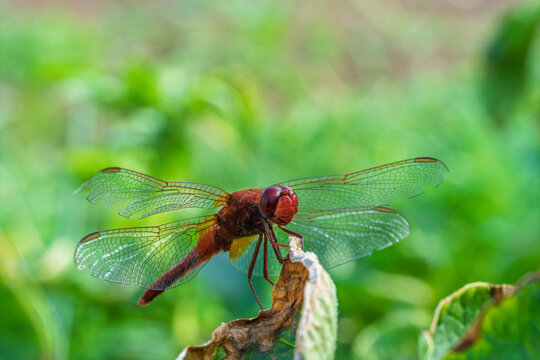 Red dragonfly perched on curled dried leaf amid lush green garden foliage with soft morning light, transparent wings, detailed body, and shallow focus background