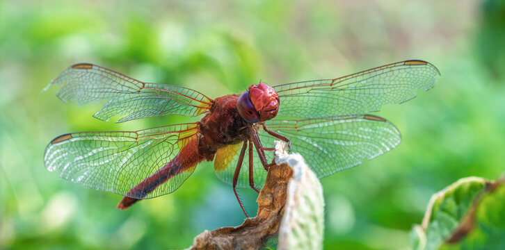 Red dragonfly perched on curled dried leaf amid lush green garden foliage with soft morning light, transparent wings, detailed body, and shallow focus background