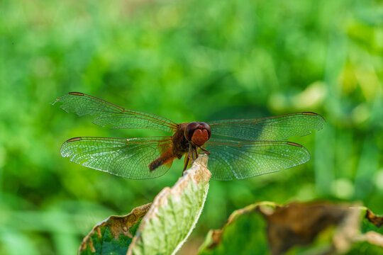 Red dragonfly perched on curled dried leaf amid lush green garden foliage with soft morning light, transparent wings, detailed body, and shallow focus background